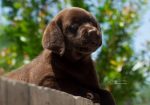 Labrador Retriver štenci, čokoladni