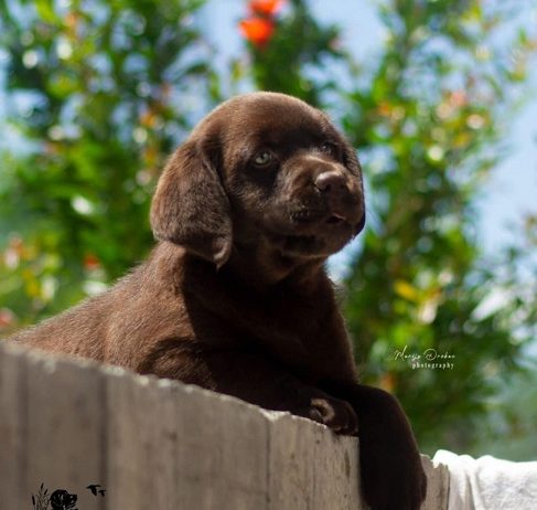 Labrador Retriver štenci, čokoladni