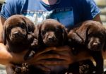 Labrador Retriver štenci, čokoladni