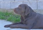 Labrador retriver