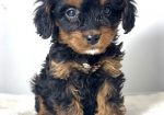 Cavapoo-kavapu (Cavalier + toy pudla)