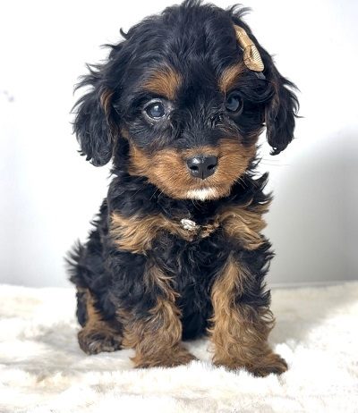 Cavapoo-kavapu (Cavalier + toy pudla)