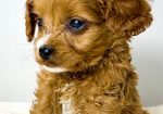 Cavapoo-kavapu (Cavalier + toy pudla)