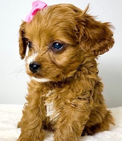 Cavapoo-kavapu (Cavalier + toy pudla)