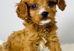 Cavapoo-kavapu (Cavalier + toy pudla)