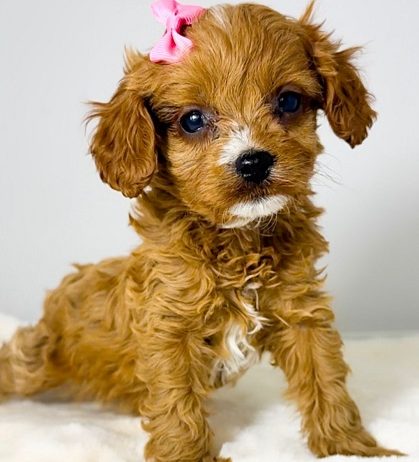 Cavapoo-kavapu (Cavalier + toy pudla)