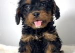 Cavapoo-kavapu (Cavalier + toy pudla)