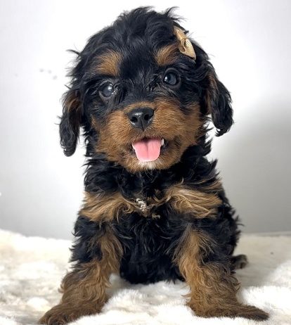 Cavapoo-kavapu (Cavalier + toy pudla)