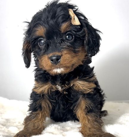 Cavapoo-kavapu (Cavalier + toy pudla)