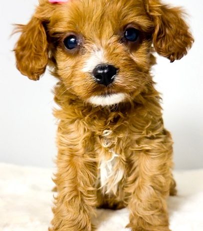 Cavapoo-kavapu (Cavalier + toy pudla)