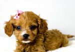 Cavapoo-kavapu (Cavalier + toy pudla)