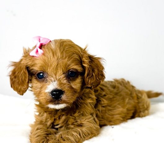 Cavapoo-kavapu (Cavalier + toy pudla)