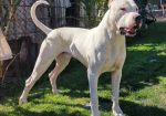 Dogo argentino štenci