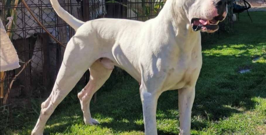 Dogo argentino štenci