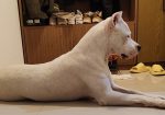 Dogo argentino štenci