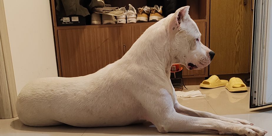 Dogo argentino štenci