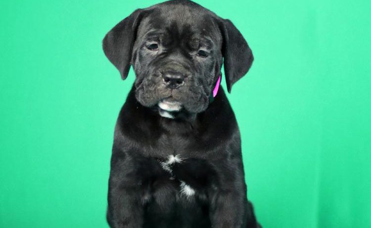 Cane Corso prelepi stenci