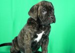 Cane Corso prelepi stenci