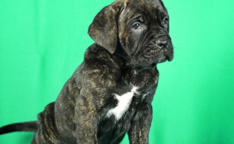 Cane Corso prelepi stenci