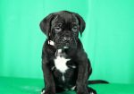 Cane Corso prelepi stenci