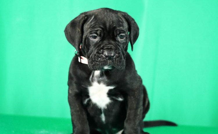 Cane Corso prelepi stenci