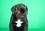 Cane Corso prelepi stenci