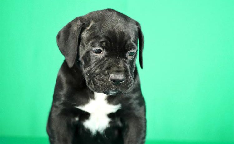 Cane Corso prelepi stenci