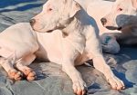 Dogo argentino štenci