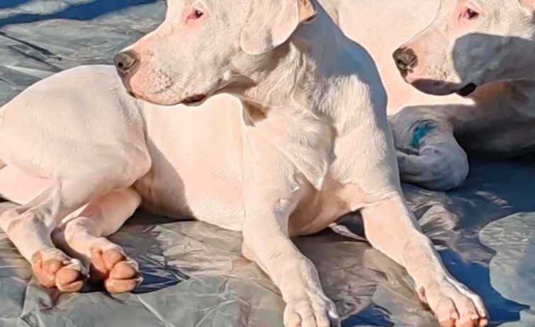 Dogo argentino štenci