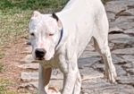 Dogo argentino štenci