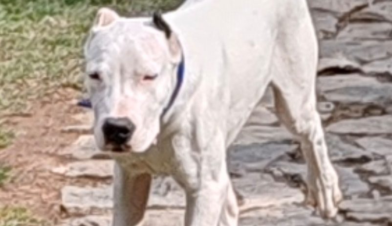 Dogo argentino štenci