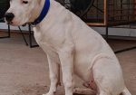 Dogo argentino štenci