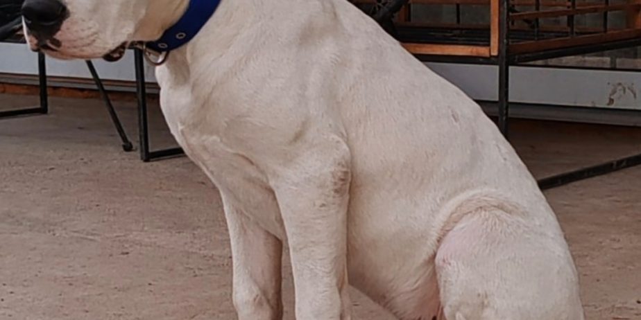 Dogo argentino štenci