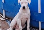 Dogo argentino štenci