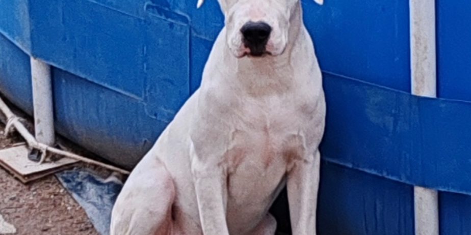 Dogo argentino štenci