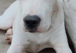 Dogo argentino štenci