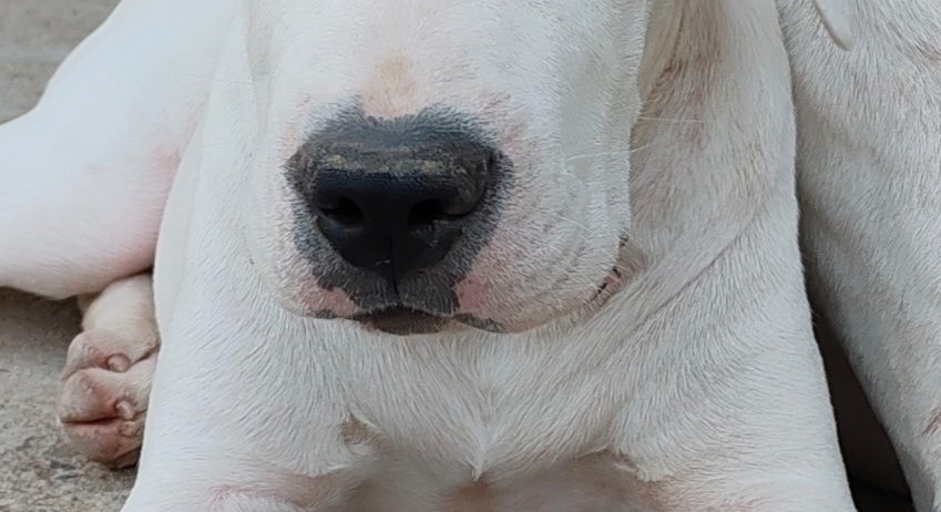 Dogo argentino štenci