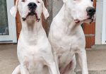 Dogo argentino štenci