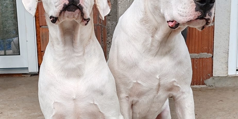 Dogo argentino štenci