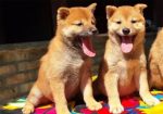 Shiba Inu prelepi stenci