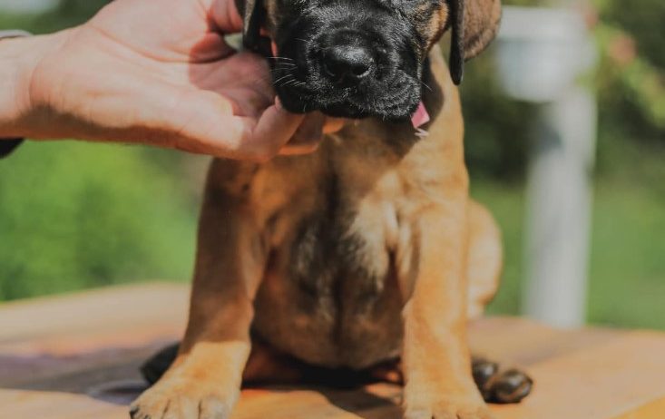 Cane Corso štenci