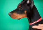 Doberman prelepi štenci