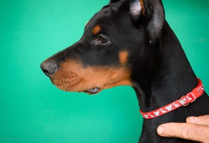 Doberman prelepi štenci