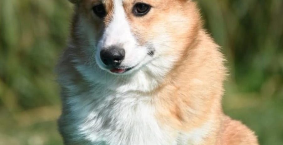 Velski korgi/Welsh Corgi Pembroke