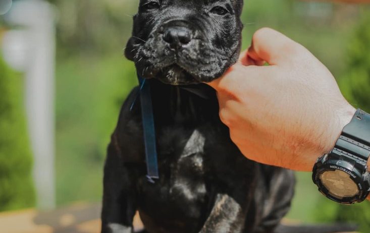 Cane Corso štenci