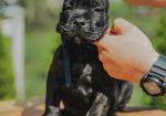 Cane Corso Kane Korso rezervacije