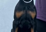 Doberman prelepi štenci