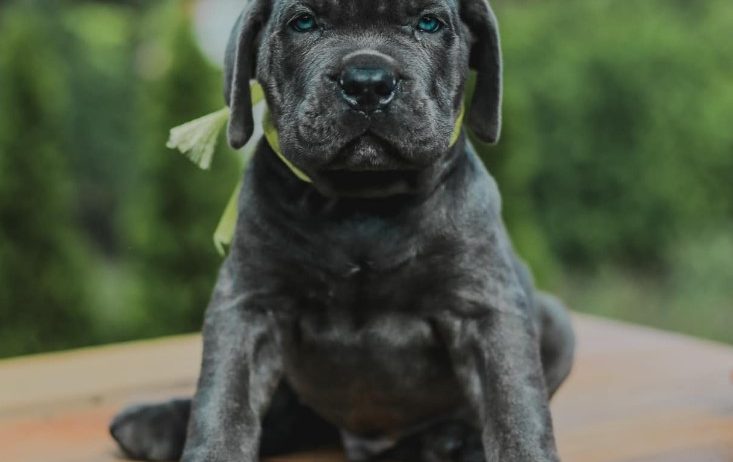 Cane Corso štenci