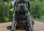 Cane Corso Kane Korso rezervacije