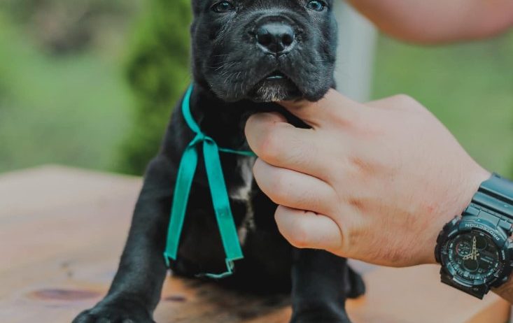 Cane Corso štenci